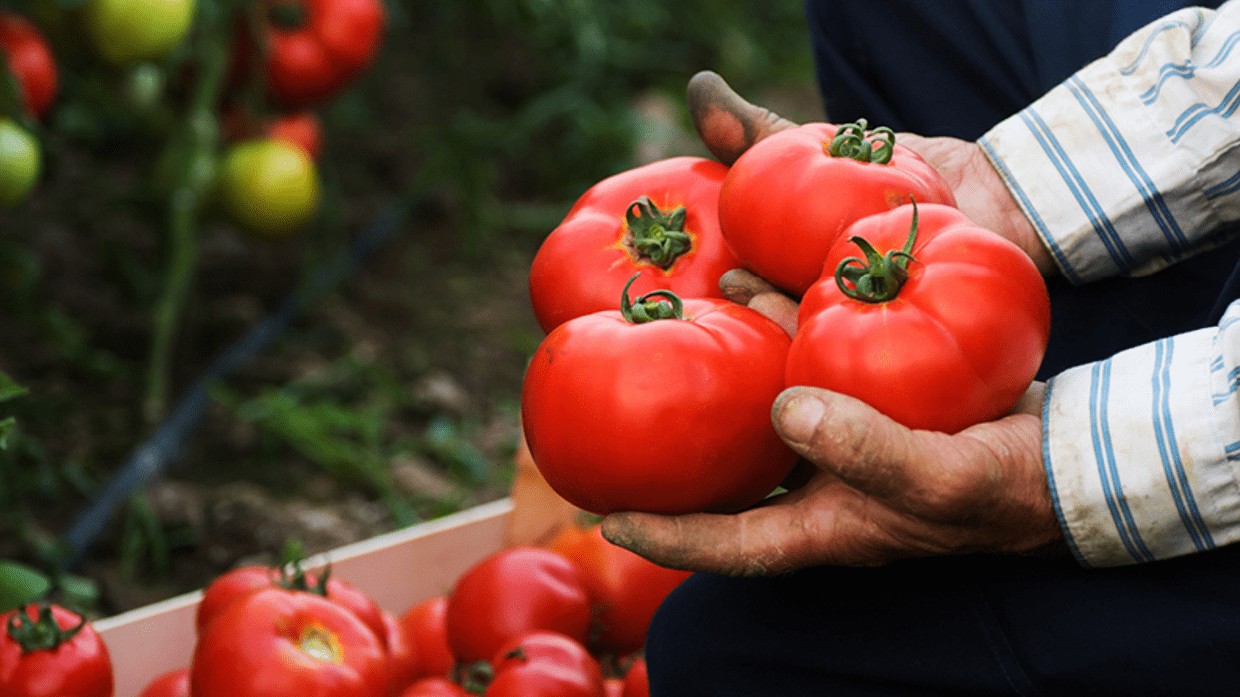 ¿Ya sabes por qué Fruco Salsa de Tomate es la mejor opción para tus platos?