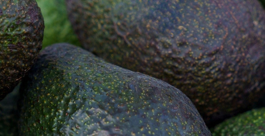Aguacate: conoce todo sobre este ingrediente infaltable de la comida