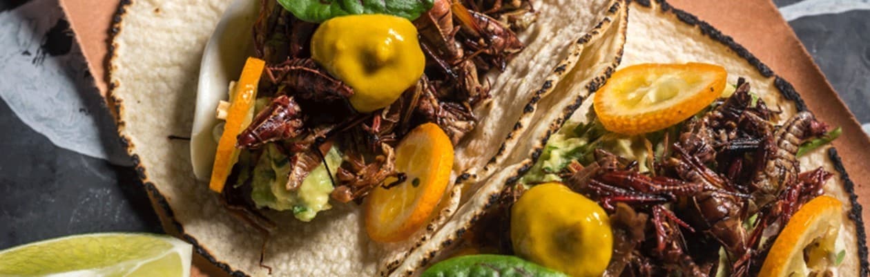 Entomofagía: Insectos Protagonistas de tus Platillos